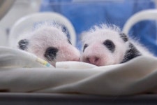 뒤집기 성공한 생후 29일 된 꼬물이 쌍둥바오 근황 (+사진)