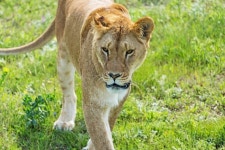 경북 고령 사설 목장에서 암사자 탈출