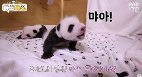 벌써부터 생김새·MBTI 차이 나기 시작한 귀염뽀짝 쌍둥바오 근황 (+영상)