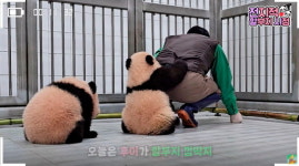 벌써부터 껌딱지 예약...2인조로 사육사 할아버지 졸졸 따라다니며 괴롭히는 쌍둥바오 (영상)