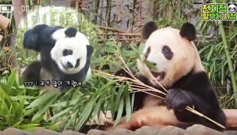 중국 갈 때 되니까 사육사 할부지가 불러도 꼭꼭 숨어 나오지도 않고 이별 준비하는 푸바오