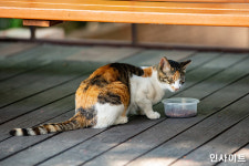 길고양이가 차 유리 깼다 전화해 준 캣맘...블박 확인해 보니 파손한 진짜 범인