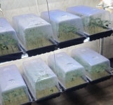 예수중심 기도원 교회서 대마 2000그루 발견...경찰 올까 봐 부비트랩까지 설치해