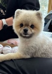 이정후 플러스원 몰랐지...샌프란시스코가 소개한 반려견 까오 (영상)