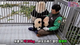 쌍둥바오 육아 지옥에 빠져 아이바오한테 도움 요청하는 강철원 사육사 (영상)