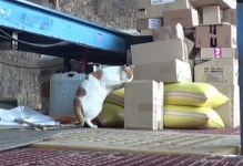 택배 상자 뜯고 내용물 훔쳐 먹어 금전 피해 일으킨 길냥이 도적단의 최후 (영상)