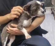 쓰던 짐과 함께 이동장에 담겨 버려졌는데도 사람만 보면 너무 좋아 꼬리 흔드는 강아지 (영상)