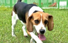 평생 검역탐지 공무원(?)으로 살다 은퇴한 댕댕이들 입양하세요