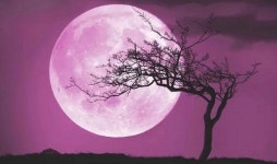 소원 빌자!...오늘(23일) 밤, 4월의 보름달 핑크문 하늘 수놓는다