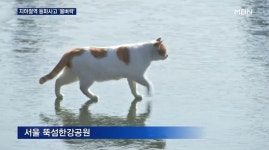 꽁냥이