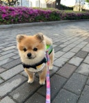 귀염 뽀짝 외모로 동네 지키는 성동구 반려견 순찰대 호두