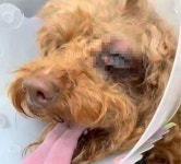 애견 유치원에 보낸 반려견 꿍이가 탁구공처럼 눈알이 빠진 채 돌아왔습니다