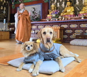 우리집 댕댕이와 함께 사찰복 입고 산책+템플스테이 즐기는 댕플스테이 (사진)