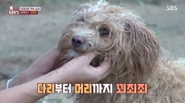 주택단지 철거되며 주인에 버려진 뒤 의지하던 동생 강아지까지 잃은 바야바견의 슬픈 사연 (영상)