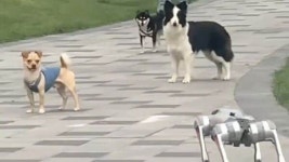 나랑 친구하자!... 산책 중 얼굴없는 로봇 개와 마주친 강아지들의 웃픈 반응 (영상)