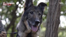 8년간의 군 생활 마치고 떠나는 군견 우도에게 동료들이 전한 특별한 전역 선물 (영상)