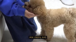 시각장애 주인 돌보려 에어팟 주워주기+이불 접기 개인기 익힌 천재견 토리 (영상)