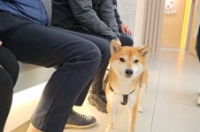 개 잡는 소리가 끊이질 않는다... 학대 정황 의심 시바견 대송이, 무사히 구조됐다