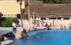 하늘로 튀어오르더니 콘크리트 바닥에 쾅... 울음바다 된 돌고래 쇼 현장 (영상)