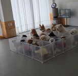 반려견 유치원서 삑삑이 영상 단체 관람하는 댕댕이들
