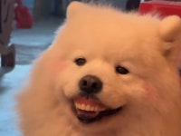 할머니가 잃어버린 틀니 찾는 영상이 조회수 폭발한 이유 (영상)