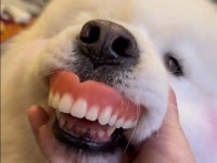 할머니가 잃어버린 틀니 찾는 영상이 조회수 폭발한 이유 (영상)