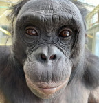 문장 만들고 게임하는 모습으로 모두를 놀라게 한  천재 보노보 칸지, 44살로 세상 떠나