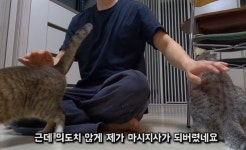하루동안 집사 체험 가능한 인천 고양이 여관