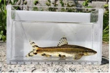 깨끗한 물에서만 산다는 우리나라 고유종 쉬리, 복원 20년 만에 청계천에 나타났다