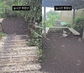 산 올라갔다가 기절할 듯 인천 계양산 점령한 러브버그... 등산객이 포착한 충격적인 장면 (영상)