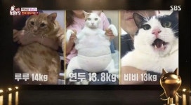 동물농장에 등장한 초대형 뚱냥이 연두... 14kg 몸무게에 수의사도 당황했다