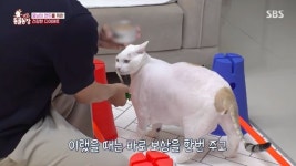 동물농장에 등장한 초대형 뚱냥이 연두... 14kg 몸무게에 수의사도 당황했다