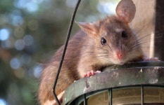 버스정류장·지하쇼핑몰서 쥐 떼 봤어요...폭염+침수 이후 서울서 쥐 출몰 신고 늘어