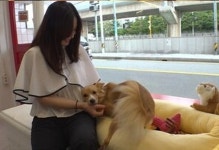부산 미용실서 손님 맞이부터 청소 감독까지 하는 댕댕이 인턴