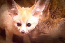 서울대공원서 홀로 지내던 사막여우, 해외에서 온 새 친구들 맞이한다