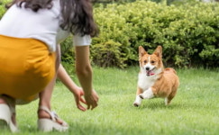 추석 연휴 고향ㆍ여행 갈 때 댕댕이 걱정된다면 이곳에 맡기세요