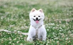 추석 연휴 고향ㆍ여행 갈 때 댕댕이 걱정된다면 이곳에 맡기세요