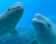 동물 학대 논란 캐나다 동물원, 재정난으로 벨루가 30마리 안락사 위기