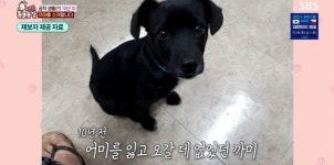 TV동물농장 까미의 악성 골종양 투병기... 직원들과 마지막 시간 보내며 시청자들 울려