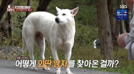 올무 걸려 절뚝이는 해인사 고순이... 수술 성공으로 새 삶 시작
