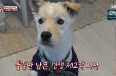 턱뼈 함몰 학대견, 기적의 회복으로 새 가족 품에... 해피엔딩 눈물
