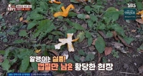 제주 귤 농장, 껍질만 덩그러니... 매일 밤 백여 개씩 훔쳐간 범인은?