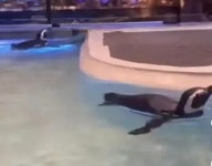 식당 상어부터 사우나 펭귄까지... 선 넘은 中 볼거리 마케팅에 비난 쏟아져