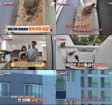 태어난 것 자체가 기적 막내 황조롱이, 드디어 날았다... 뭉클한 성장기