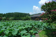 제주불교와 비구니 안봉려관