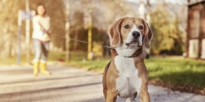 반려견 목줄 미착용 잡는 개파라치 등장