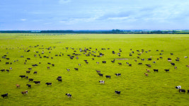유한건강생활, 국내 유일 사계절 초지 방목 A2우유 전년비 매출 7배 상승하며 승승장구