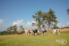 매일유업 상하목장, 국내 최초 저탄소 인증 획득…친환경 선도