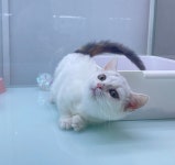 네코스토리, 유기 반려묘 보호·입양 지원 확대