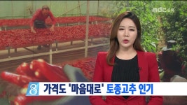 R)유기농 토종고추 가격은 농민 마음대로